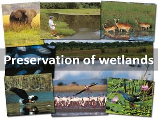 Preservation of wetlands  