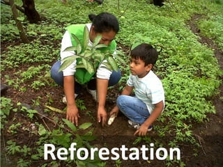 Reforestation  