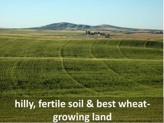hilly, fertile soil & best wheat- growing land  