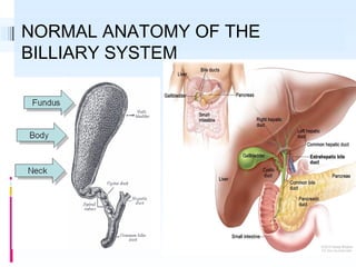 NORMAL ANATOMY OF THE
BILLIARY SYSTEM
 