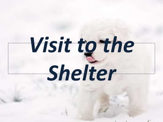 Visit to the
Shelter
 