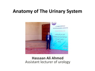 Anatomy of The Urinary System
 