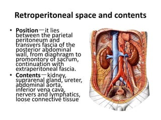 Anatomy of The Urinary System | PPTX
