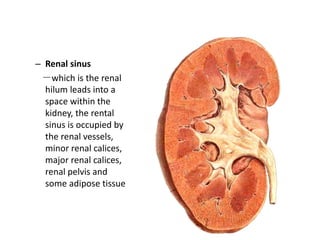 Sinus Rénaux Anatomy of The Urinary System | PPTX