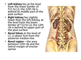 L1 Accessory Rib Anatomy of The Urinary System | PPTX