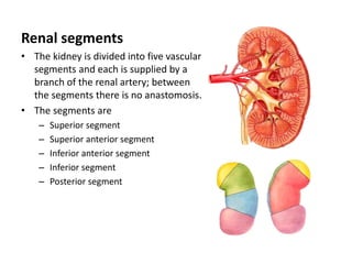 Segment Inferior Anatomy of The Urinary System | PPTX