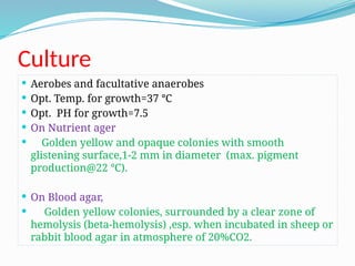 Culture
 Aerobes and facultative anaerobes
 Opt. Temp. for growth=37 ℃
 Opt. PH for growth=7.5
 On Nutrient ager
 Golden yellow and opaque colonies with smooth
glistening surface,1-2 mm in diameter (max. pigment
production@22 ℃).
 On Blood agar,
 Golden yellow colonies, surrounded by a clear zone of
hemolysis (beta-hemolysis) ,esp. when incubated in sheep or
rabbit blood agar in atmosphere of 20%CO2.
 
