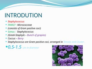 INTRODUTION
 Staphylococcus
 FAMILY : Micrococceae
 (consists of Gram positive coci)
 Genus : Staphylococcus
 (Greek-Staphyle – Bunch of grapies)
 Coccus – Berry
 Staphylococcus are Gram positive coci, arranged in Tetrads and Cluster .
0.5-1.5 um in diameter
 