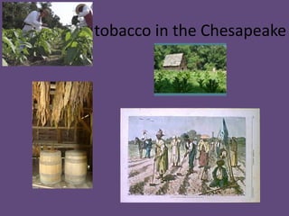 tobacco in the Chesapeake
 