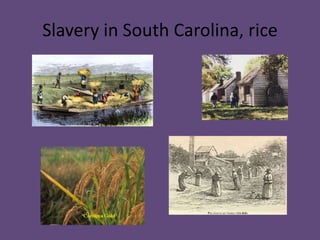 Slavery in South Carolina, rice
 