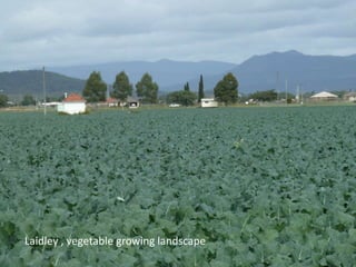 Laidley , vegetable growing landscape
 