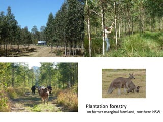 Plantation forestry
on former marginal farmland, northern NSW
 