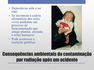 Consequências ambientais da contaminação
por radiação após um acidente
• Deposita no solo e no
mar;
• Se incorpora à cadeia
alimentícia dos seres
vivos mediante um
processo de
bioacumulação que
atinge plantas, animais
e seres humanos.
• Pode acontecer a
mutação genética
 