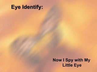 Eye Identify:

Now I Spy with My
Little Eye

 