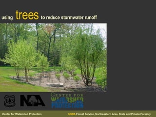 using   trees   to reduce stormwater runoff 