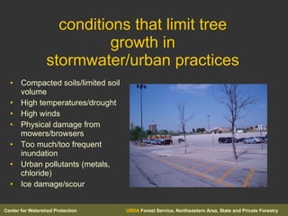conditions that limit tree growth in stormwater/urban practices   <ul><li>Compacted soils/limited soil volume </li></ul><u...