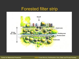 Forested filter strip 
