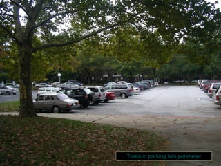 Trees in parking lots perimeter 