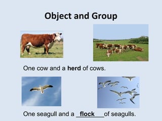 Object and Group
One cow and a herd of cows.
One seagull and a ________of seagulls.flock
 