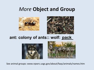 More Object and Group
ant: colony of ants:: wolf: _____
See animal groups: www.npwrc.usgs.gov/about/faqs/animals/names.htm
pack
 
