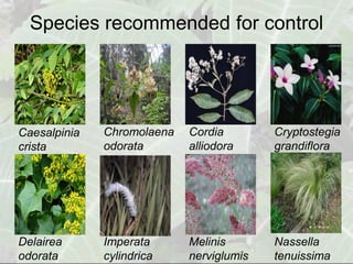 Species recommended for control




Caesalpinia   Chromolaena   Cordia        Cryptostegia
crista        odorata       alliodora     grandiflora




Delairea      Imperata      Melinis       Nassella
odorata       cylindrica    nerviglumis   tenuissima
 