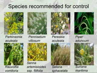Species recommended for control




Parkinsonia    Pennisetum      Pereskia     Piper
aculeata       villosum        aculeata     aduncum




              Senna
Rauvolfia     artemisioides    Setaria      Suriana
vomitoria     ssp. filifolia   sphacelata   maritima
 