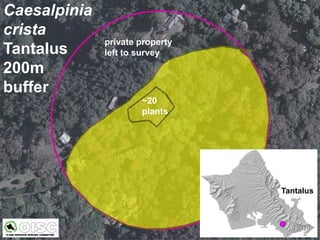 Caesalpinia
crista
              private property
Tantalus      left to survey
200m
buffer
                      ~20
                      plants




                                 Tantalus
 