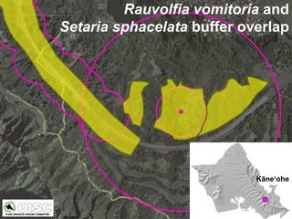 Rauvolfia vomitoria and
Setaria sphacelata buffer overlap




                            Kāne‘ohe
 