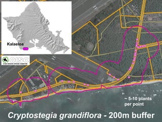 Kalaeloa




                              ~ 5-10 plants
                              per point

Cryptostegia grandiflora - 200m buffer
 