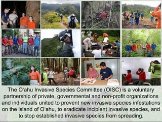 The O‘ahu Invasive Species Committee (OISC) is a voluntary
 partnership of private, governmental and non-profit organizations
and individuals united to prevent new invasive species infestations
on the island of O‘ahu, to eradicate incipient invasive species, and
       to stop established invasive species from spreading.
 