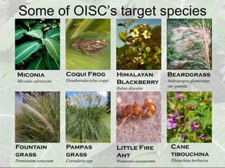Some of OISC’s target species



Miconia               Coqui Frog                Himalayan                Beardgrass
Miconia calvescens    Eleutherodactylus coqui   Blackberry               Andropogon glomeratus
                                                                         var. pumila
                                                Rubus discolor




Fountain              Pampas                    Little Fire               Cane
grass                 grass                     Ant                       tibouchina
Pennisetum setaceum   Cortaderia spp.           Wasmannia auropunctata    Tibouchina herbacea
 