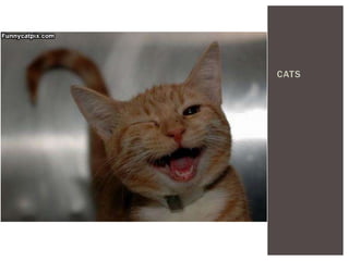 CATS
 