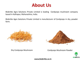 About Us
Biobritte Agro Solutions Private Limited is leading Cordyceps mushroom company
based in Kolhapur, Maharashtra, India.
Biobritte Agro Solutions Private Limited is manufacturer of Cordyceps in dry, powder
form.
Dry Cordyceps Mushroom Cordyceps Mushroom Powder
www.biobritte.co.in
 
