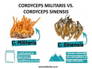 CORDYCEPS MILITARIS VS.
CORDYCEPS SINENSIS
www.biobritte.co.in
 