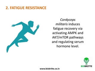 2. FATIGUE RESISTANCE
Cordyceps
militaris induces
fatigue recovery via
activating AMPK and
AKT/mTOR pathways
and regulating serum
hormone level.
www.biobritte.co.in
 