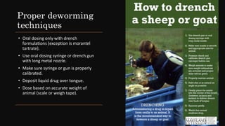 Proper deworming
techniques
• Oral dosing only with drench
formulations (exception is morantel
tartrate).
• Use oral dosing syringe or drench gun
with long metal nozzle.
• Make sure syringe or gun is properly
calibrated.
• Deposit liquid drug over tongue.
• Dose based on accurate weight of
animal (scale or weigh tape).
 