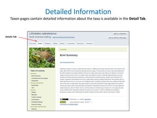 Detailed Information
Taxon pages contain detailed information about the taxa is available in the Detail Tab.

Details Tab

 