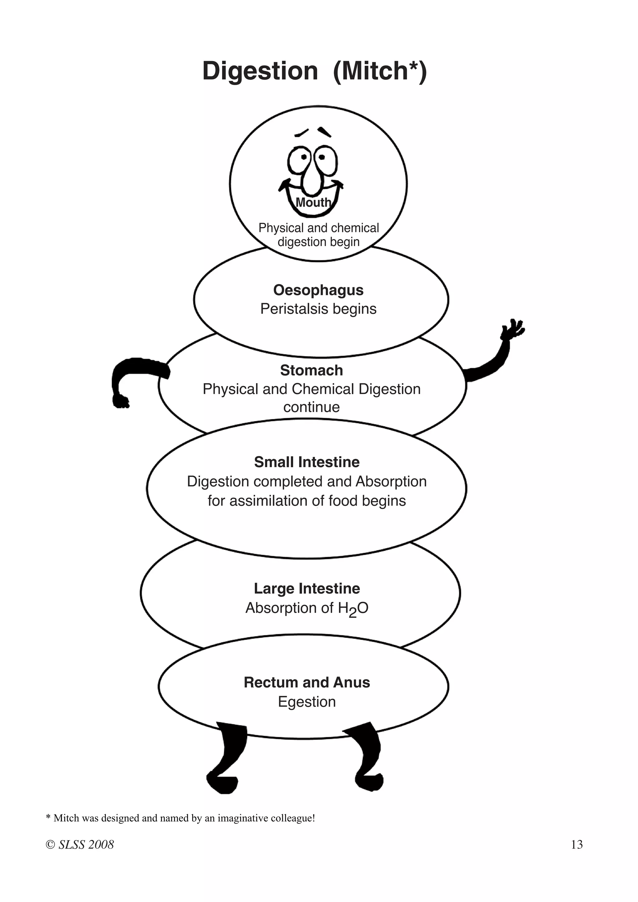 Digestion (Mitch*)



                                                      Mouth
                                              Physical and chemical
                                                 digestion begin




                                              Peristalsis begins
                                               Oesophagus




                                  Physical and Chemical Digestion
                                             Stomach

                                             continue



                              Digestion completed and Absorption
                                        Small Intestine

                                 for assimilation of food begins




                                           Absorption of H2O
                                            Large Intestine




                                               Egestion
                                           Rectum and Anus




* Mitch was designed and named by an imaginative colleague!

© SLSS 2008                                                           13
 