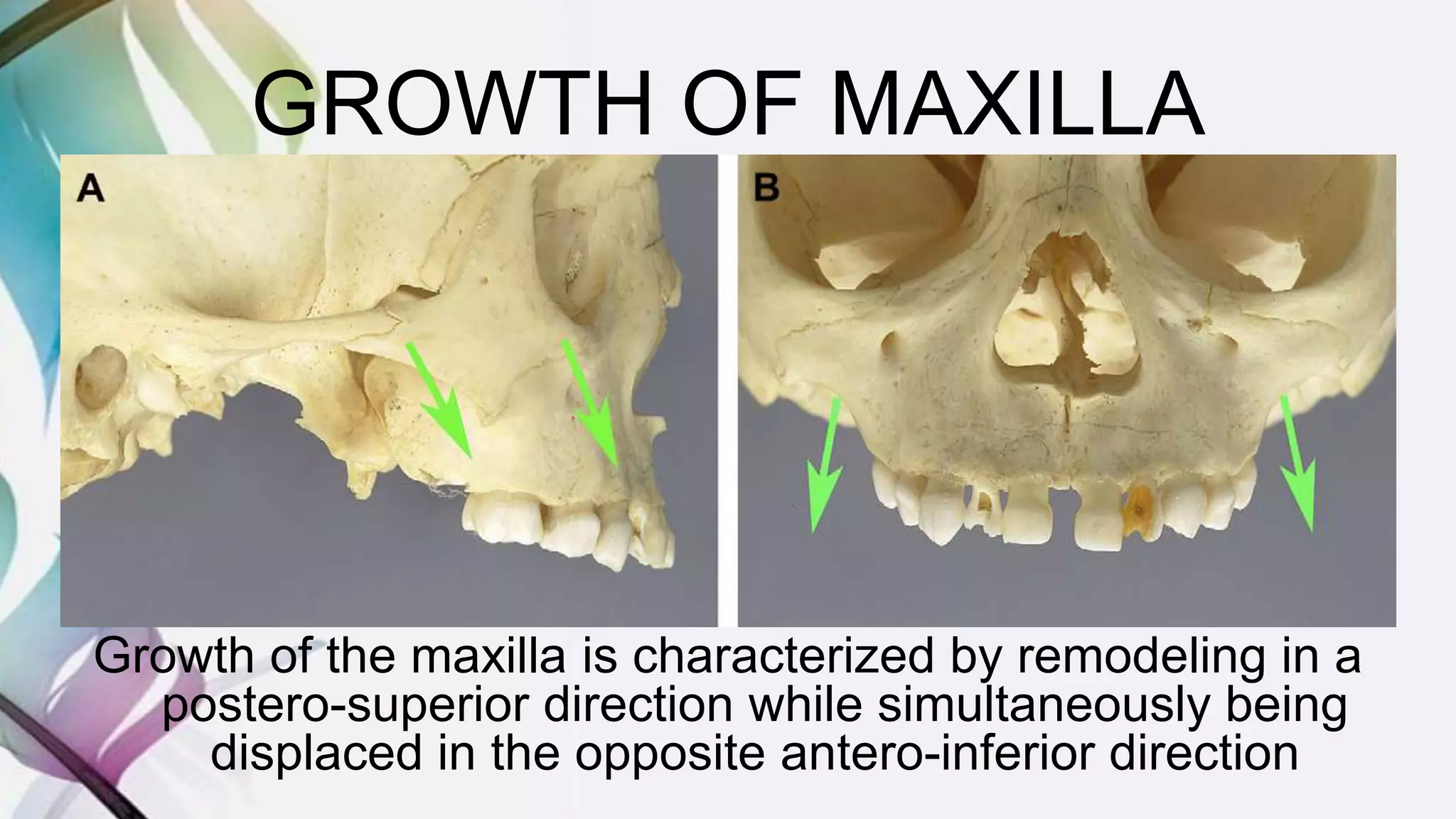 GROWTH OF MAXILLA
Growth of the maxilla is characterized by remodeling in a
postero-superior direction while simultaneously being
displaced in the opposite antero-inferior direction
 