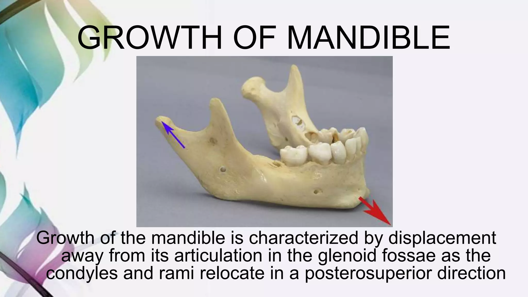 GROWTH OF MANDIBLE
Growth of the mandible is characterized by displacement
away from its articulation in the glenoid fossae as the
condyles and rami relocate in a posterosuperior direction
 