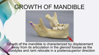 GROWTH OF MANDIBLE
Growth of the mandible is characterized by displacement
away from its articulation in the glenoid fossae as the
condyles and rami relocate in a posterosuperior direction
 