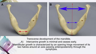 Transverse development of the mandible.
A) Intercanine growth is minimal and ceases early.
B) Mandibular growth is characterized by an opening hinge movement of its
two halves around an axis passing anteroposteriorly through the
symphysis.
 