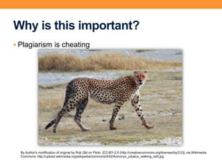 Why is this important?
 Plagiarism is cheating
By Author's modification of original by Rob Qld on Flickr. [CC-BY-2.0 (http://creativecommons.org/licenses/by/2.0)], via Wikimedia
Commons; http://upload.wikimedia.org/wikipedia/commons/4/42/Acinonyx_jubatus_walking_edit.jpg
 