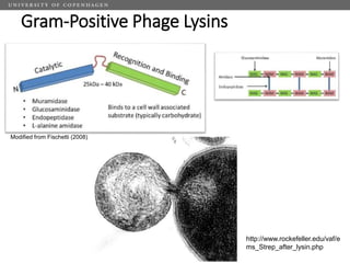 Challenges of using phages in the veterinary world: My learning curve