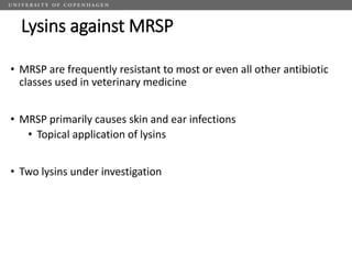 Challenges of using phages in the veterinary world: My learning curve
