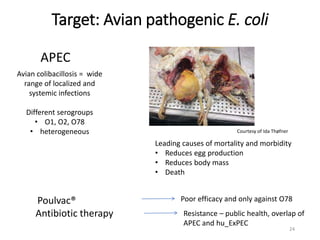 Challenges of using phages in the veterinary world: My learning curve