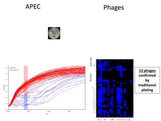 Challenges of using phages in the veterinary world: My learning curve