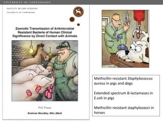 Challenges of using phages in the veterinary world: My learning curve