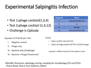Challenges of using phages in the veterinary world: My learning curve