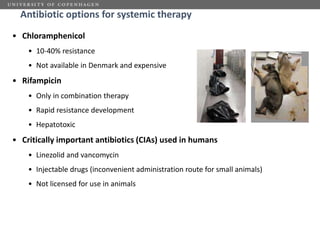 Challenges of using phages in the veterinary world: My learning curve
